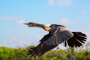 Anhinga