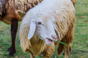 Sheep in the farm and eating the grass.