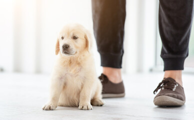 Cute puppy sitting at male feet indoors