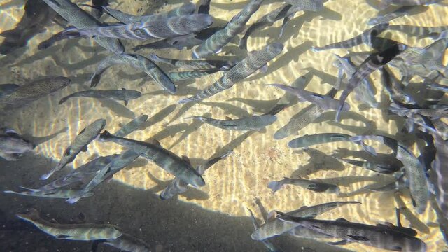 Trout farming in the fish pond, breeding freshwater fish in clear and cold water from a mountain stream, underwater footage