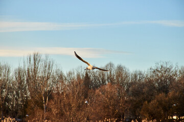 Black-headed Gull (Chroicocephalus ridibundus) flying over the river.