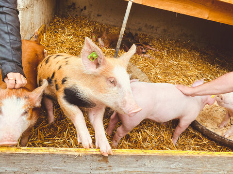 pigs in a farm