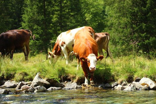 cows in a meadow