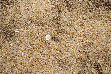 texture white beautiful seashell lies on coarse sea sand. top view, close-up