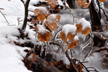Bach und Buchen im Winter