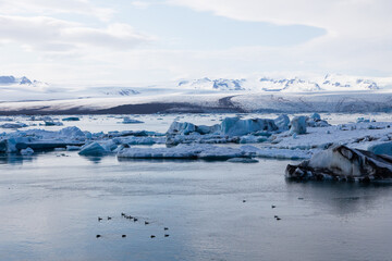 Flock of common eiders swimming in the Jökulsárlón laguna during a spring late afternoon, with icebergs and mountains in the background, Vatnajökull National Park, Iceland