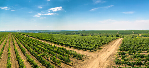 Rows of green vines in a vineyard in rural Moldova