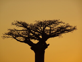 Fototapeta na wymiar Baobab trees at sunset at the avenue of the baobabs in Morondava　(Madagascar)