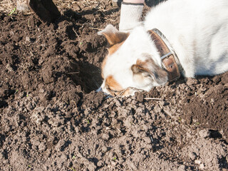 Naklejka na ściany i meble The dog digs the ground and catches rodents.
