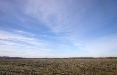 Fototapeta na wymiar Field of corn. Maize. Winter at the es. Uffelte Drenthe Netherlands. Eslandschap.
