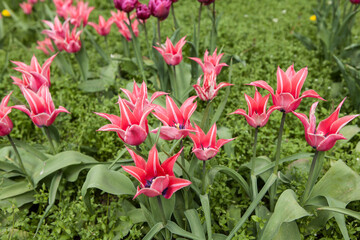 Flowering spring meadow with tulips.