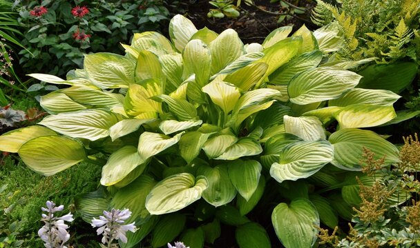 Amazing beauty hosta with light green and yellow leaves in the garden close-up.
