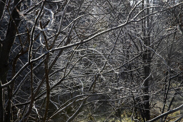 Branches with frost. Ice. Winter at the es. Uffelte Drenthe Netherlands. 