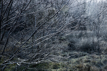 Branches with frost. Ice. Winter at the es. Uffelte Drenthe Netherlands. Forest