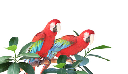 Two Ara parrots sits on a branch among tropical leaves