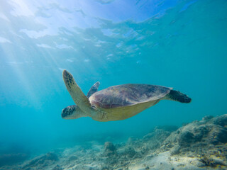 Sea turtle in blue water