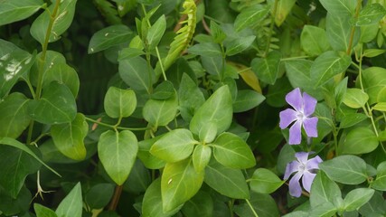 Vinca deicate lilac flower blossom. Natural botanical close up background. Periwinkle wildflower mauve bloom in spring morning garden, ornamental gardening in California, USA. Springtime purple flora.