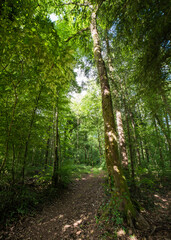 Chemin en sous-bois à Bohas, Revermont, France