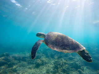 Sea turtle in blue water