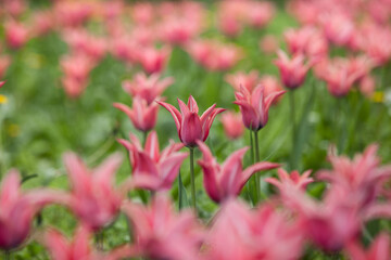 Flowering spring meadow with tulips.