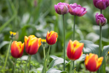 Flowering spring meadow with tulips.