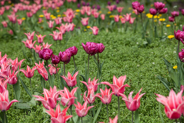 Flowering spring meadow with tulips.