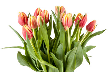 Bouquet of fresh spring tulips isolated on white background. View of another flower in the portoflio.