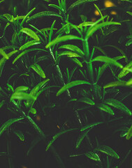 Green floral texture, decorative flowers close up pattern