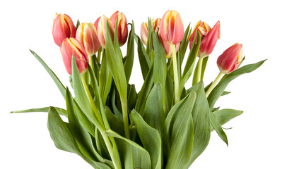 Bouquet of fresh spring tulips isolated on white background. View of another flower in the...