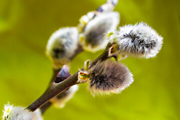Fluffy willow bud close up on a blurred green natural background. Selective focus, copy space, spring plant growth, beauty in nature, springtime