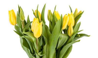 Bouquet of fresh spring tulips isolated on white background. View of another flower in the portoflio.