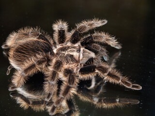 Brahipelma Albopilosa