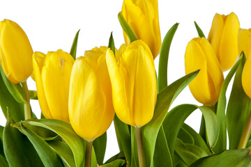 Fototapeta premium Bouquet of fresh spring tulips isolated on white background. View of another flower in the portoflio.