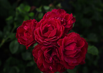 Very beautiful red roses with small drops of dew.