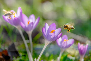Biene fliegt zur Krokus Blüte rechts