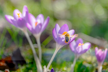 Honigbiene im Anflug auf Krokus im Frühling 