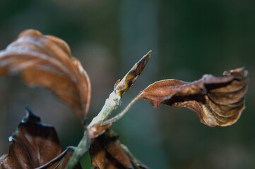 Macro