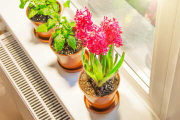 Three pink purple hyacinths and indoor decorative peppers on the windowsill in the apartment illuminated by the sunshine.
