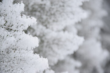 Thuja frozen and snow covered branches in hedge, rime, hoarfrosted green leaves for background with copy space, winter background