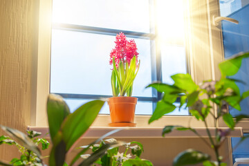 Three pink purple hyacinths among other indoor flowers and plants on the windowsill in the apartment illuminated by the sunshine from the balcony.