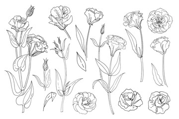 Lisianthus. Eustoma. Flowers line drawn on a white background. Vector sketch of flowers. - obrazy, fototapety, plakaty