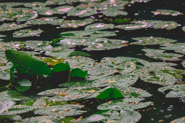 Hydrophytes plants with sakura (cherry) petals in a lake in spring in a rainy day, Osaka, Japan