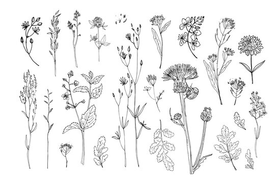 Flowers vector line drawing. Field herbs and flowers