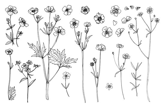 Buttercup Drawing Photos Royalty Free Images Graphics Vectors Videos Adobe Stock