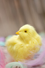 Cute baby animal, yellow chick with pastel feathers, concept for Easter holliday or spring season with pastel colored feathers