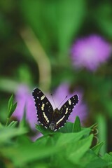 Limenitis camilla insect sitting on a plant. white admiral in the summer sunlight
