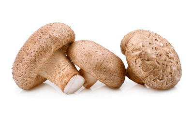 Shiitake mushroom isolated on white background