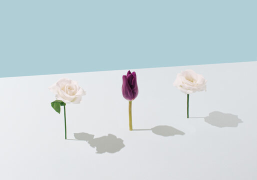 Creative layout made with  flowers over blue and white background. Season  nature flat lay. Minimal spring concept.