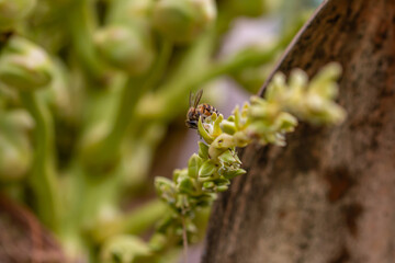 Bees collect nectar