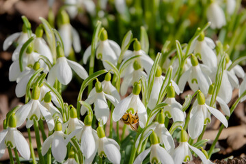 Biene schaut aus Schneegl&ouml;ckchenbl&uuml;te heraus